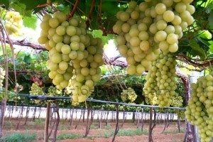 P0015574 - PETROLINA - PRODUÇÃO DE UVAS-680