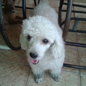 cãozinho poodle