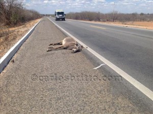 jumento antes transporte morto e caminhao hoje transporte matando o jumento