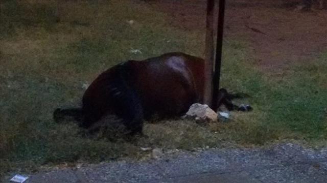 Poste energizado mata cavalo em praça e moradores temem 